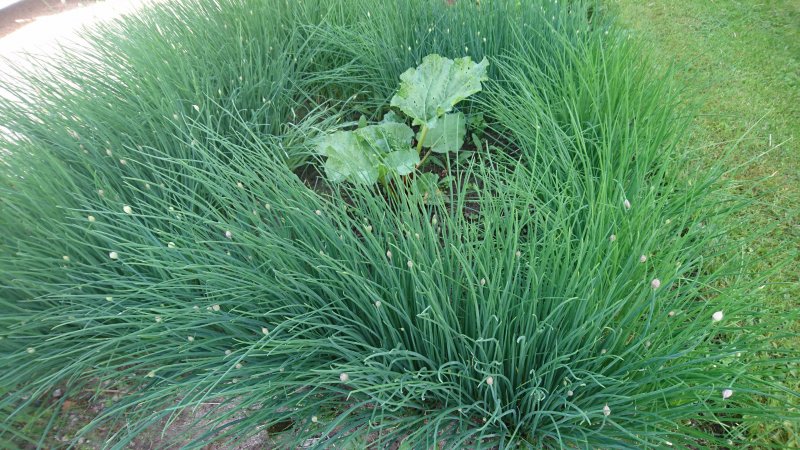 Allium schoenoprasum var sibiricum Wild chives